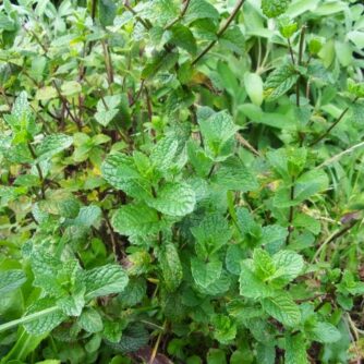 Ma jolie menthe du potager se plait à côté de la sauge verte.