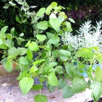 La Mélisse fraiche,  plante aromatique dont on se sert en infusion à boire ou dans la nourriture.